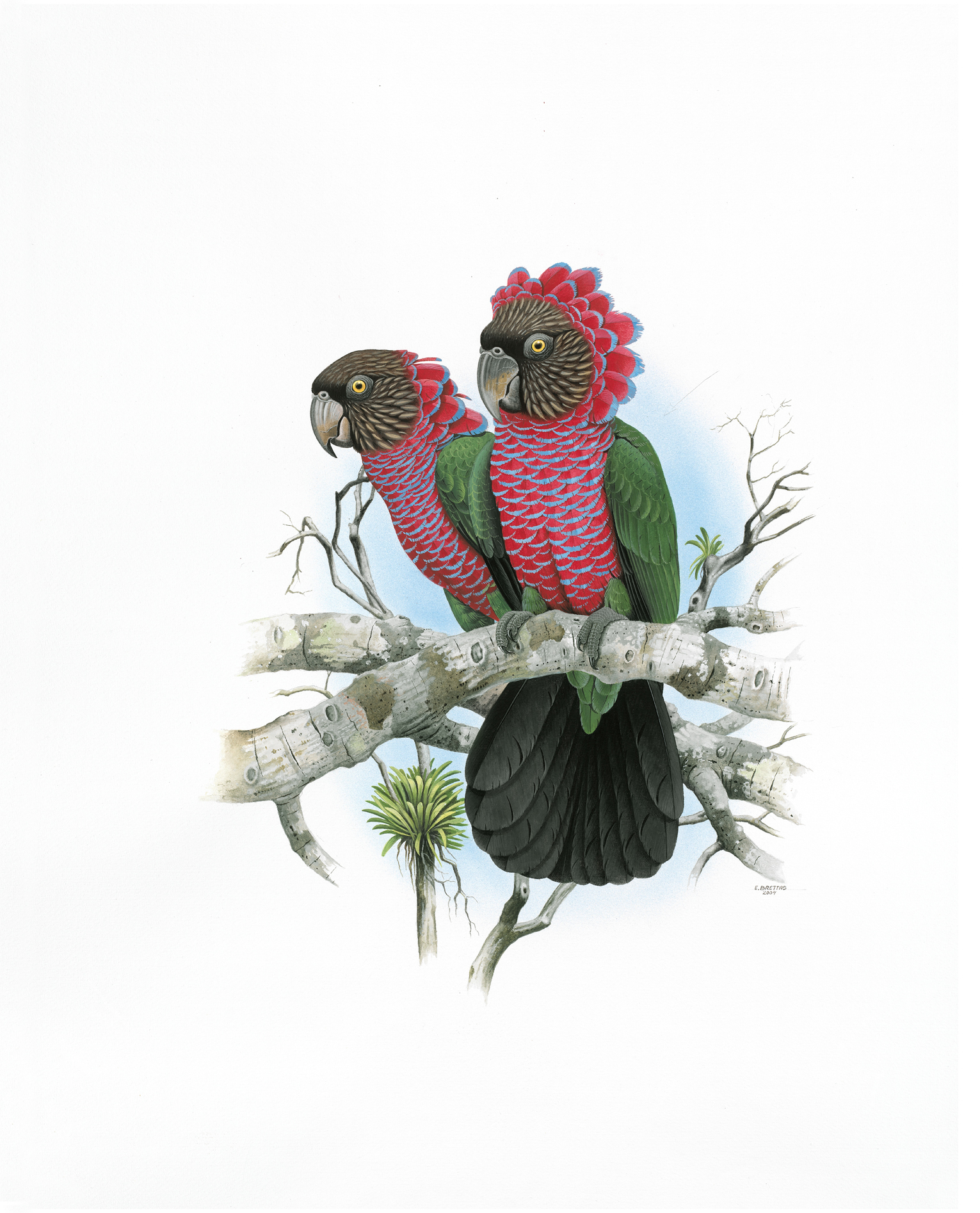 Red-fan Parrot (Deroptyus accipitrinus), watercolor by Eduardo Brettas, 2004