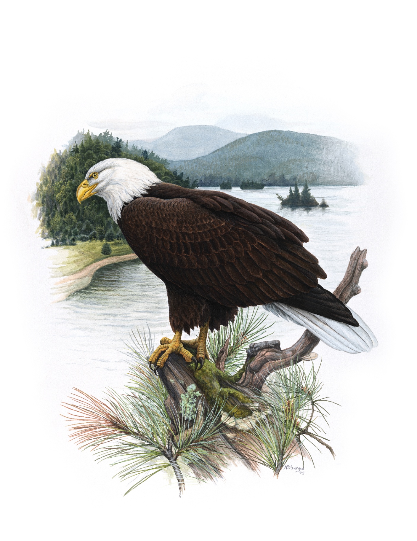 Bald Eagle (Haliaeetus leucocephalus), watercolor by Michael DiGiorgio, 2005