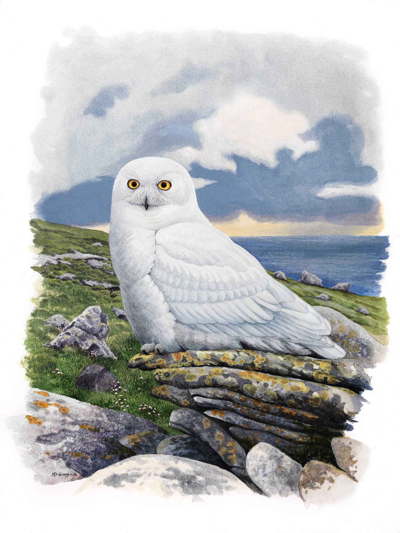 Snowy Owl (Bubo scandiacus), watercolor by Michael DiGiorgio, 2006