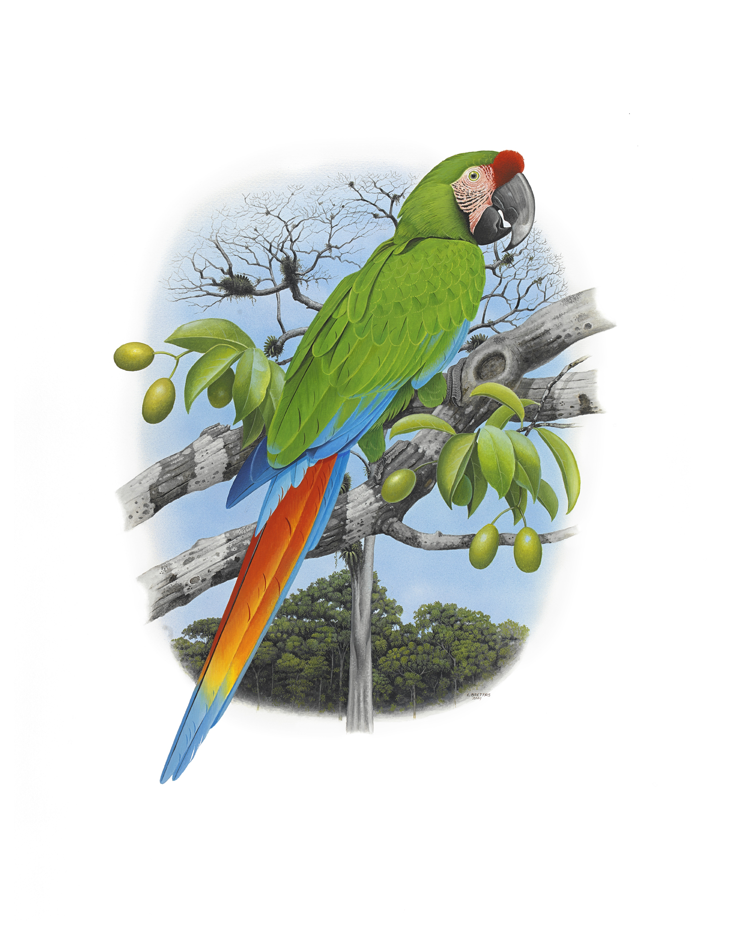 Great Green Macaw (Ara ambiguus), watercolor by Eduardo Brettas, 2004