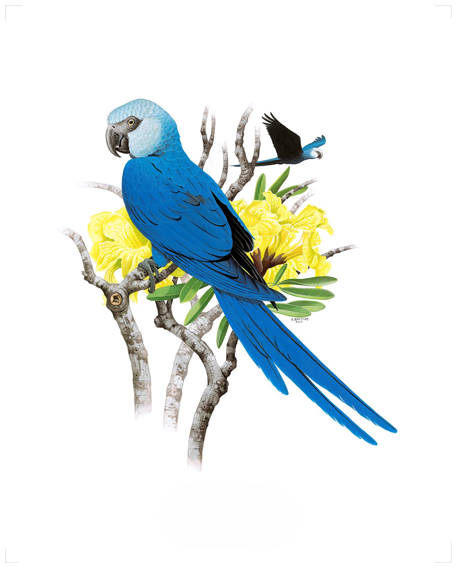 Spix's Macaw (Cyanopsitta spixii), watercolor by Eduardo Brettas, 2005