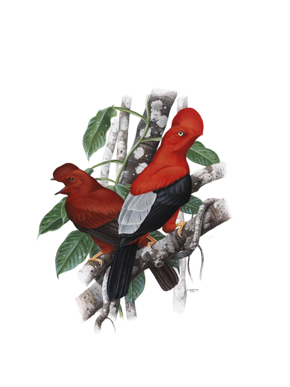 Andean Cock-of-the-rock (Rupicola peruvianus), watercolor by Eduardo Brettas, 2005